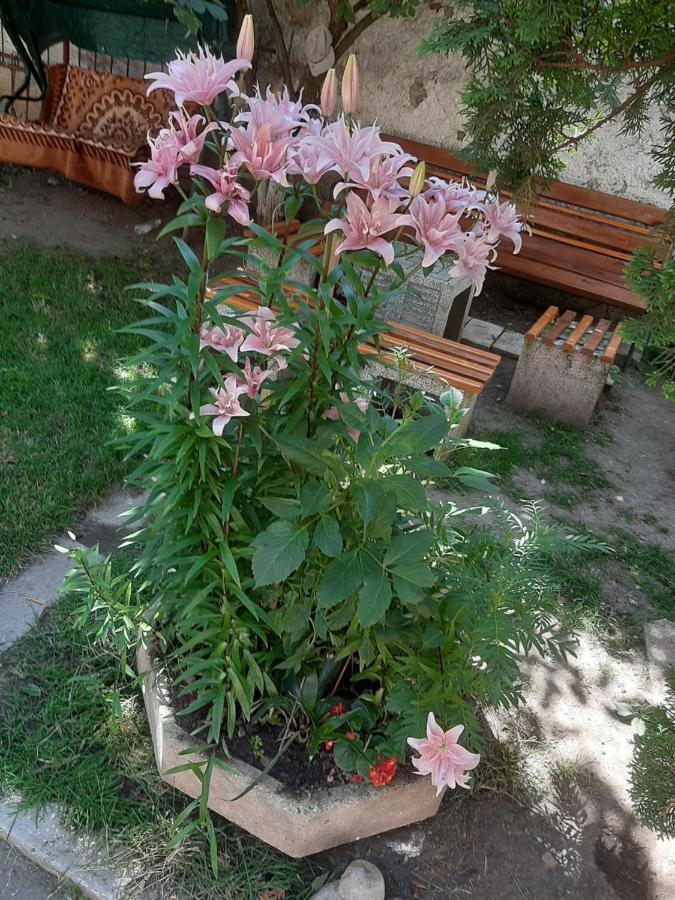 Pensiunea Magnolia Prejmer Esterno foto