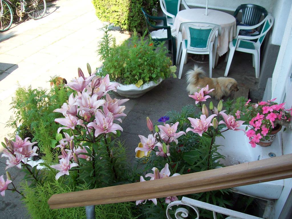 Pensiunea Magnolia Prejmer Esterno foto