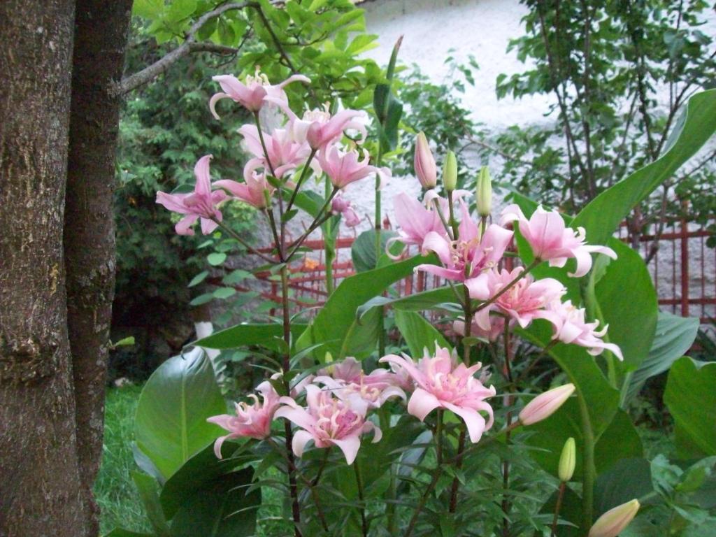 Pensiunea Magnolia Prejmer Esterno foto