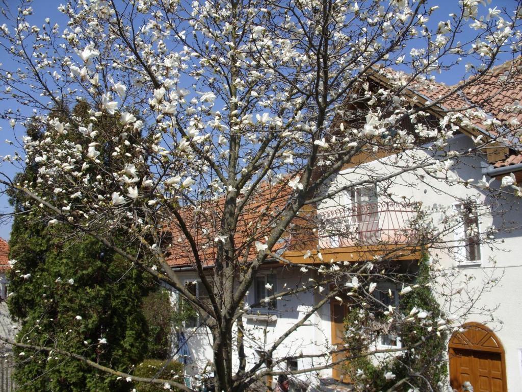 Pensiunea Magnolia Prejmer Esterno foto